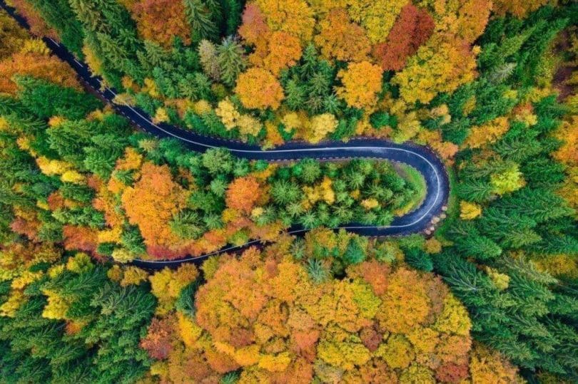 őszbe boruló erdő
