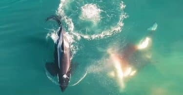 cápákra vadászó kardszárnyú delfinek