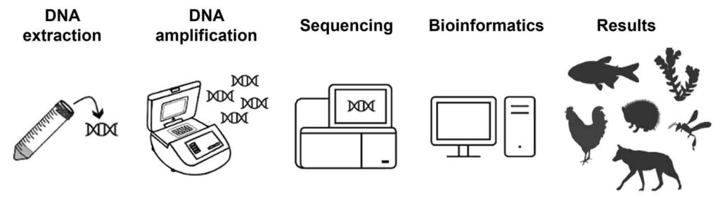 DNS vizsgálati folyamat