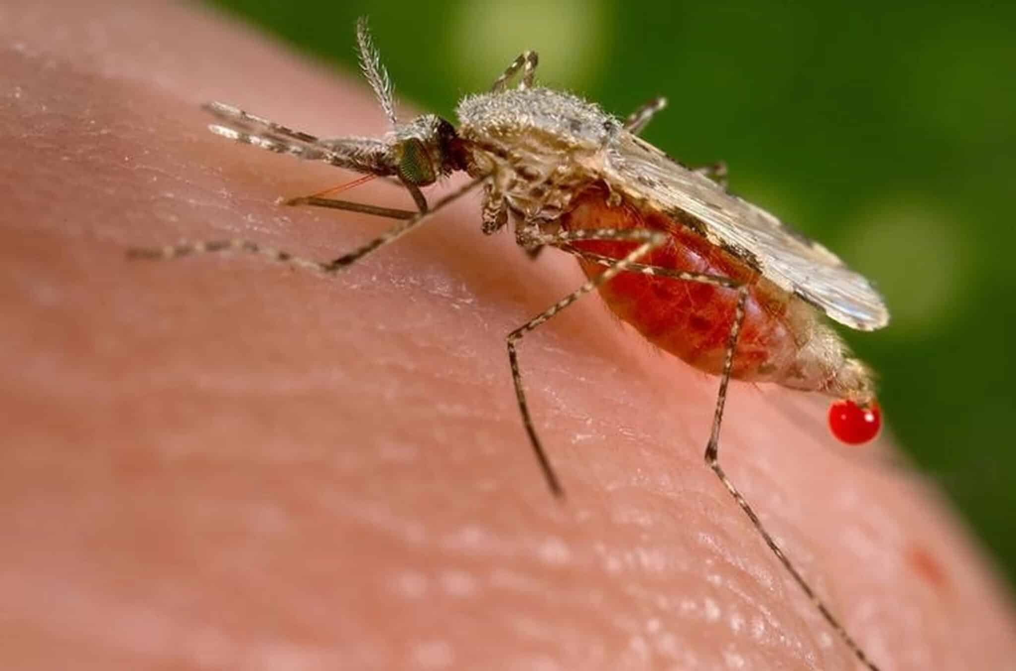 mosquito malaria scaled